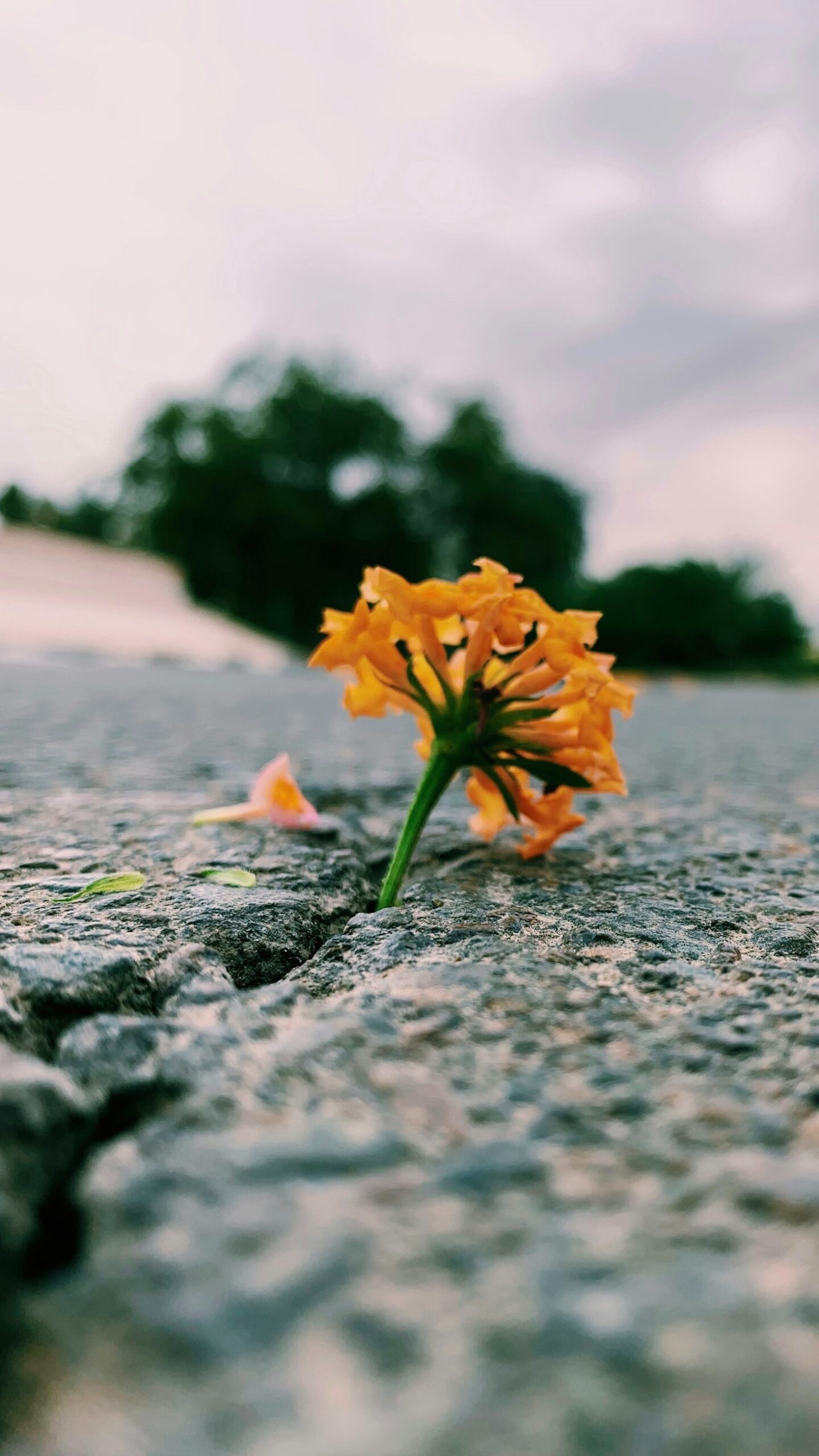 Resiliência: O Ponto de Partida para Uma Vida Plena